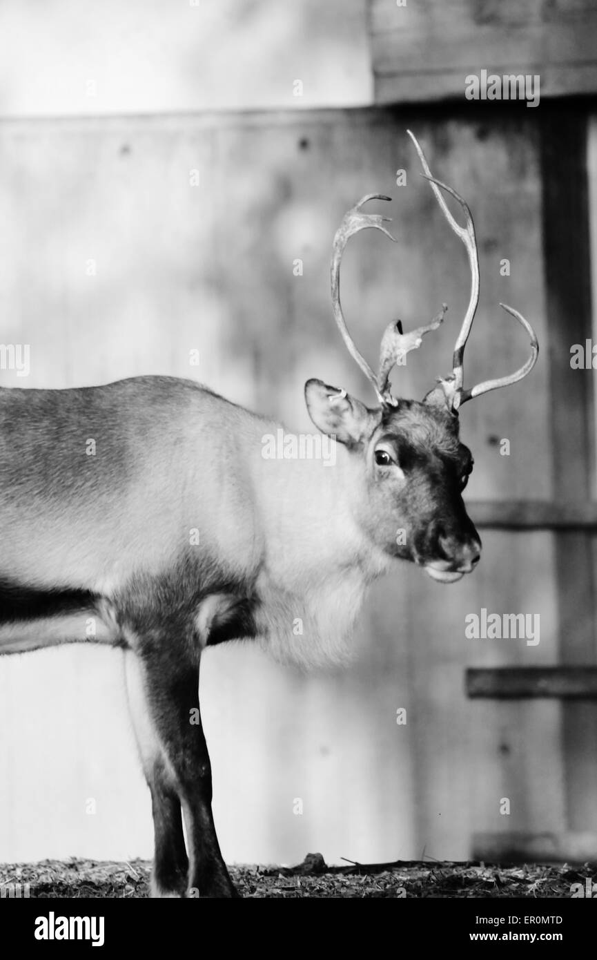 Black and white, Reindeer with antlers- reindeer, caribou, deer, male, natural, rangifer, mammal, Stock Photo