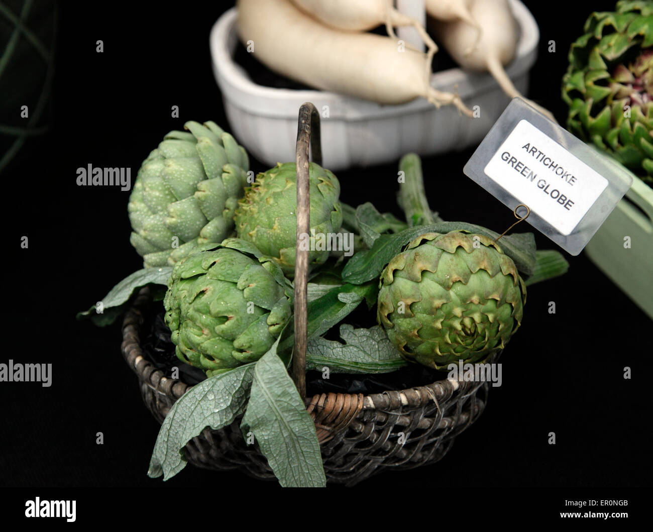 Artichoke Green Globe by Robinsons Seeds and Plants Stock Photo