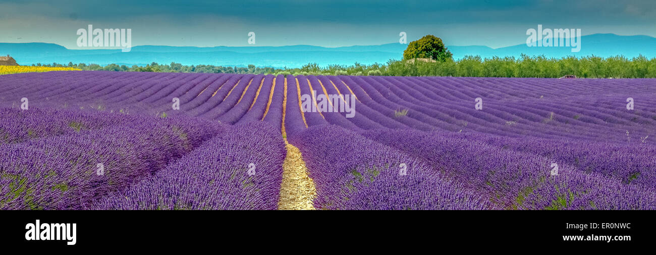 Lavender landscape in Provence, France Stock Photo