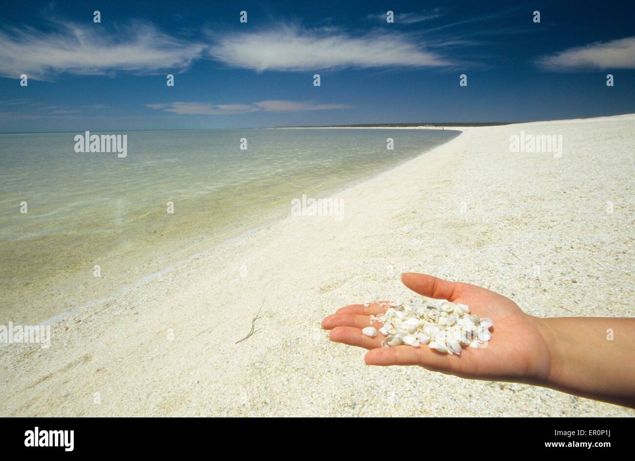 Australia, Western Australia, Shark bay, Haridon Bight, Shell Beach, beach composed only of small shells Fragum erugatum // Aust Stock Photo