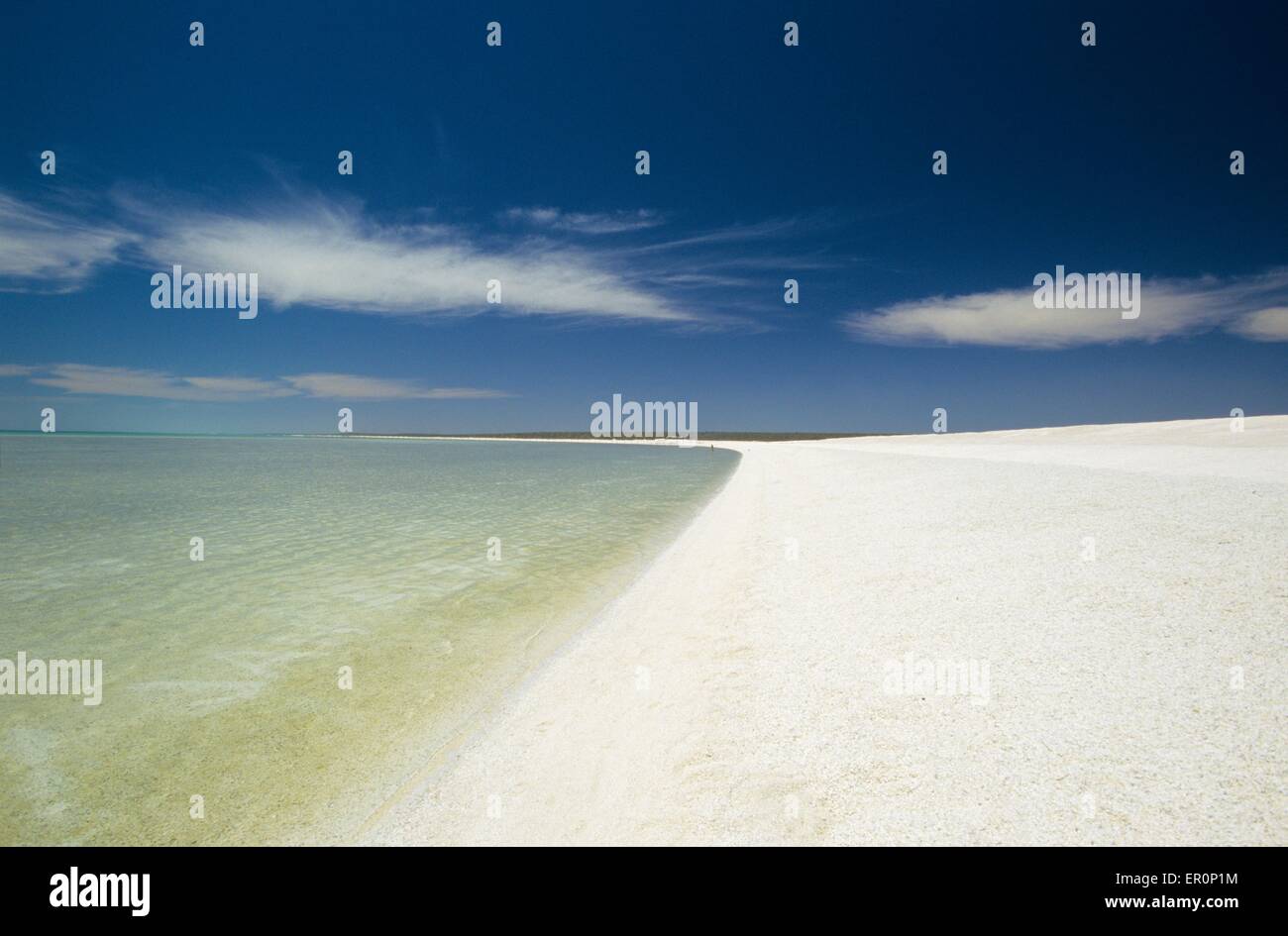 Australia, Western Australia, Shark bay, Haridon Bight, Shell Beach, beach composed only of small shells Fragum erugatum // Aust Stock Photo