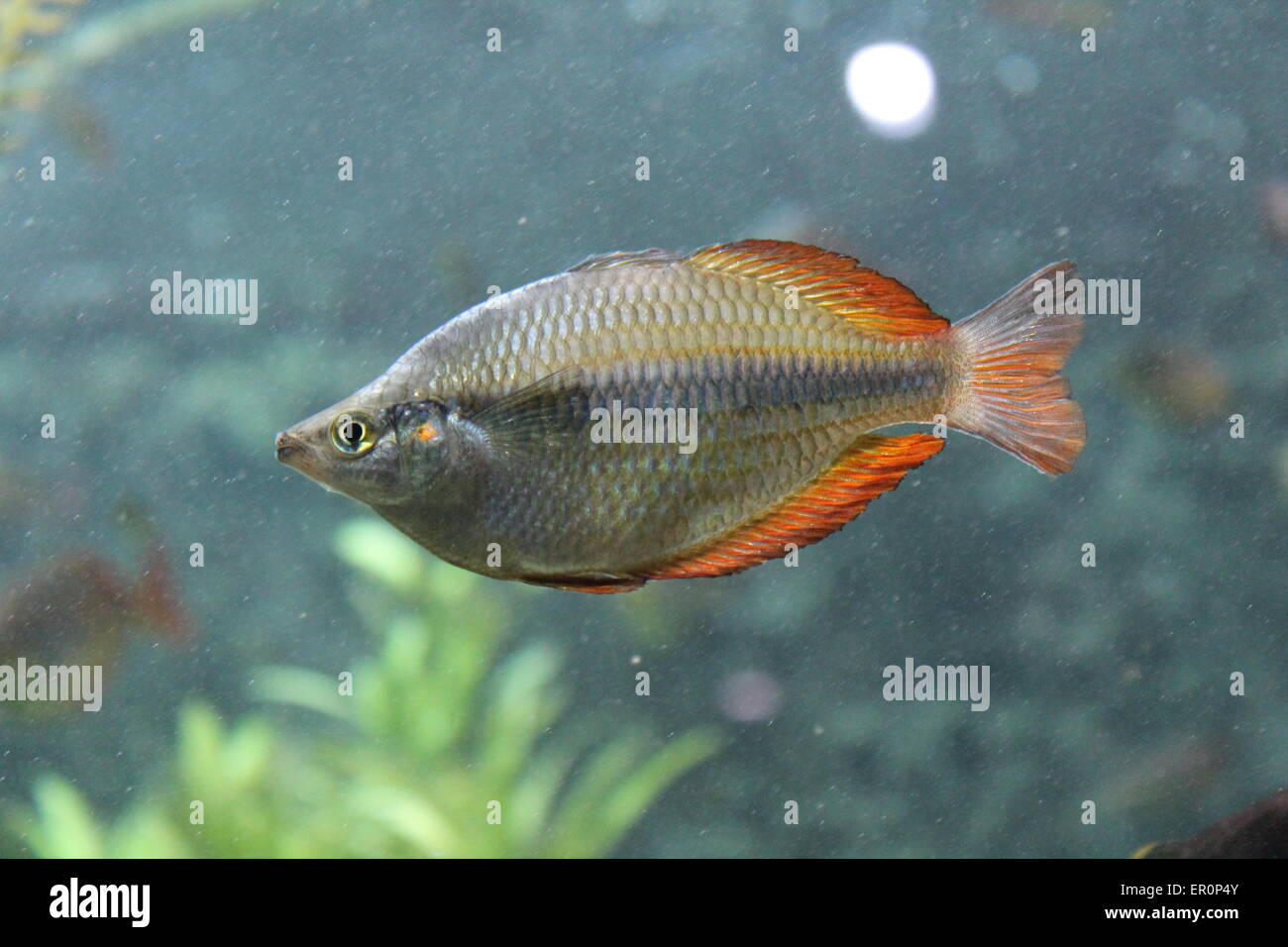 Parkinson Rainbowfish underwater Stock Photo