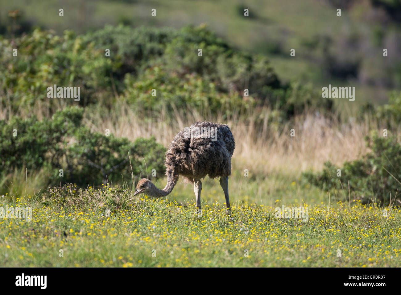 South Africa, Eastern Cape, East London. Inkwenkwezi Game Reserve. Baby ostrich (WILD: Struthio camelus) in grassland habitat. Stock Photo