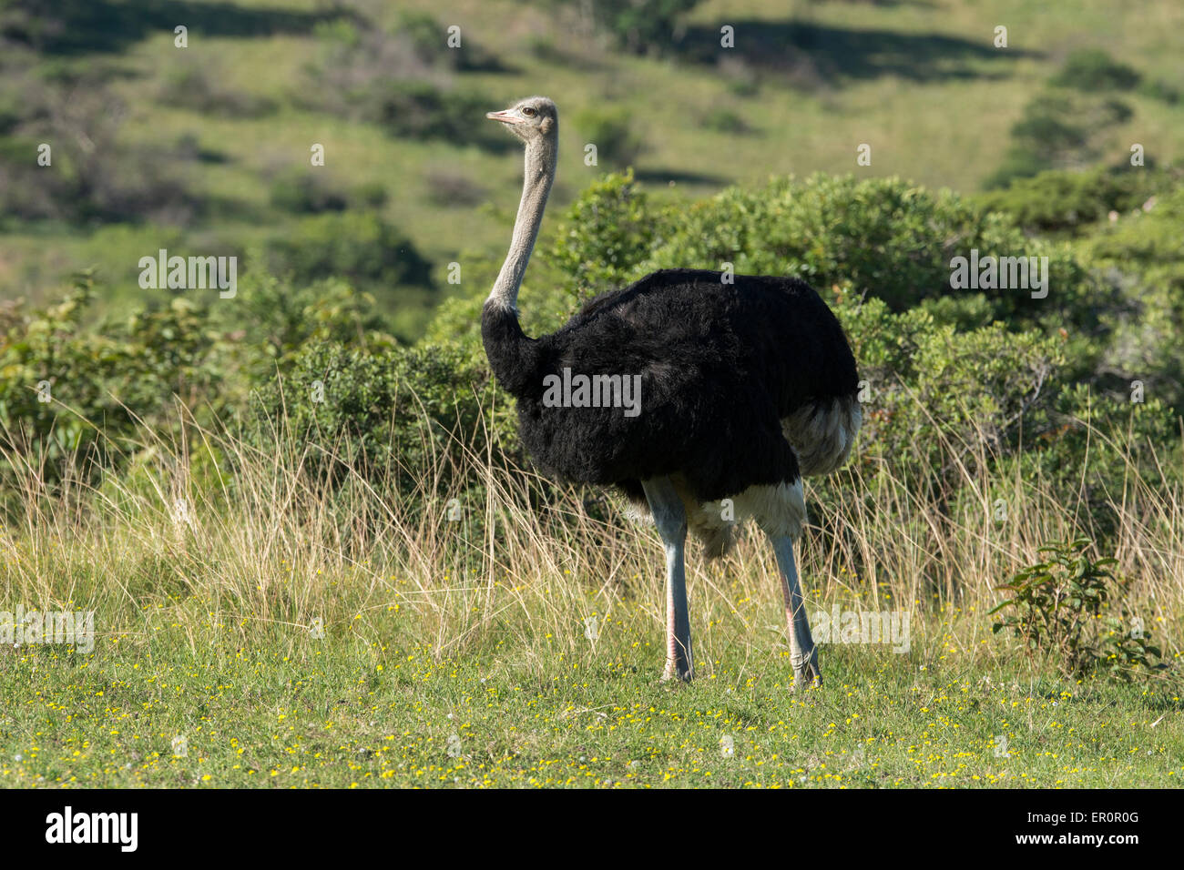 South Africa, Eastern Cape, East London. Inkwenkwezi Game Reserve. Ostrich (WILD: Struthio camelus), male in grassland habitat. Stock Photo
