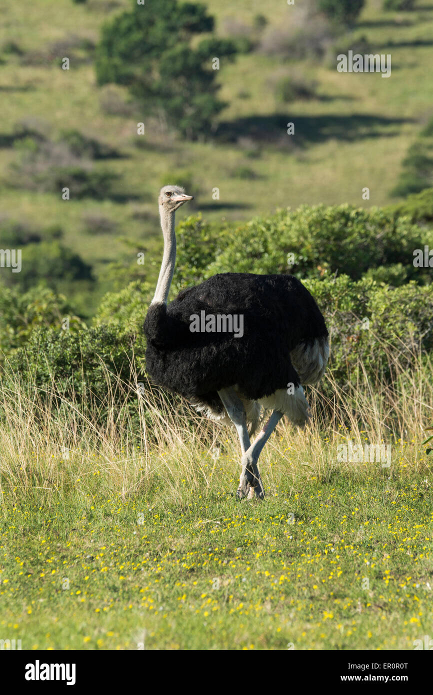 South Africa, Eastern Cape, East London. Inkwenkwezi Game Reserve. Ostrich (WILD: Struthio camelus), male in grassland habitat. Stock Photo