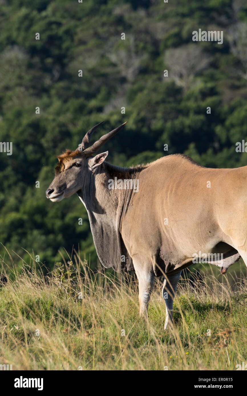 South Africa, Eastern Cape, East London. Inkwenkwezi Game Reserve. Giant Eland aka southern eland or eland antelope. Stock Photo