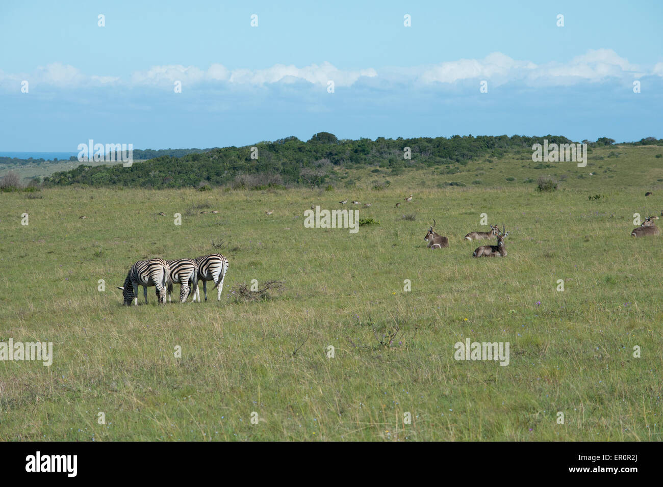 South Africa, Eastern Cape, East London. Inkwenkwezi Game Reserve. The plains zebra (Equus quagga), aka common zebra. Stock Photo