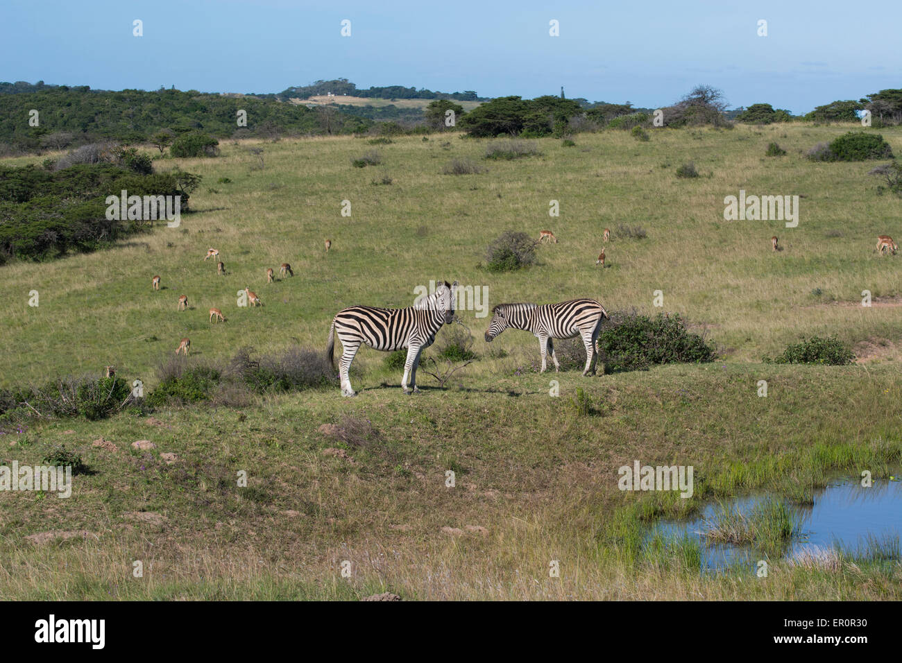 South Africa, Eastern Cape, East London. Inkwenkwezi Game Reserve. Plains zebra (Equus quagga). Stock Photo