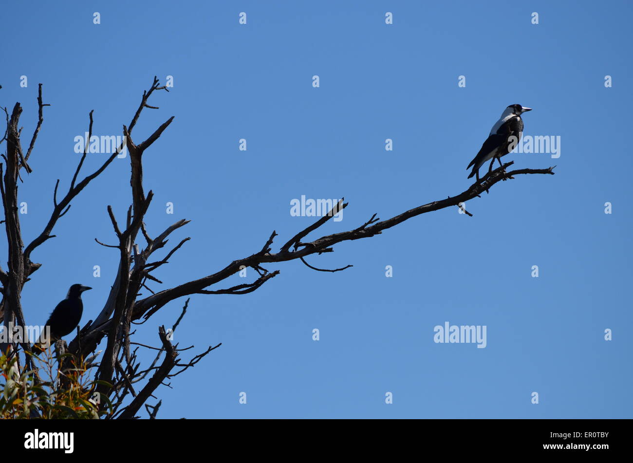 Magpie bird on dead tree branch keeping a look-out on a blue sky Stock Photo