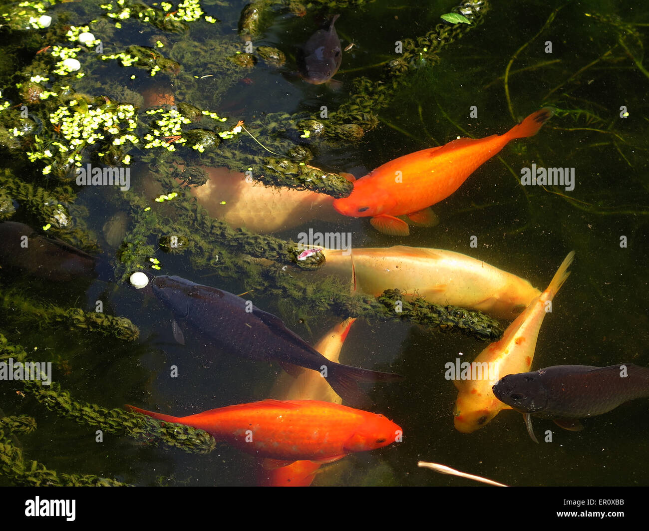 Goldfish in a garden pond Stock Photo - Alamy