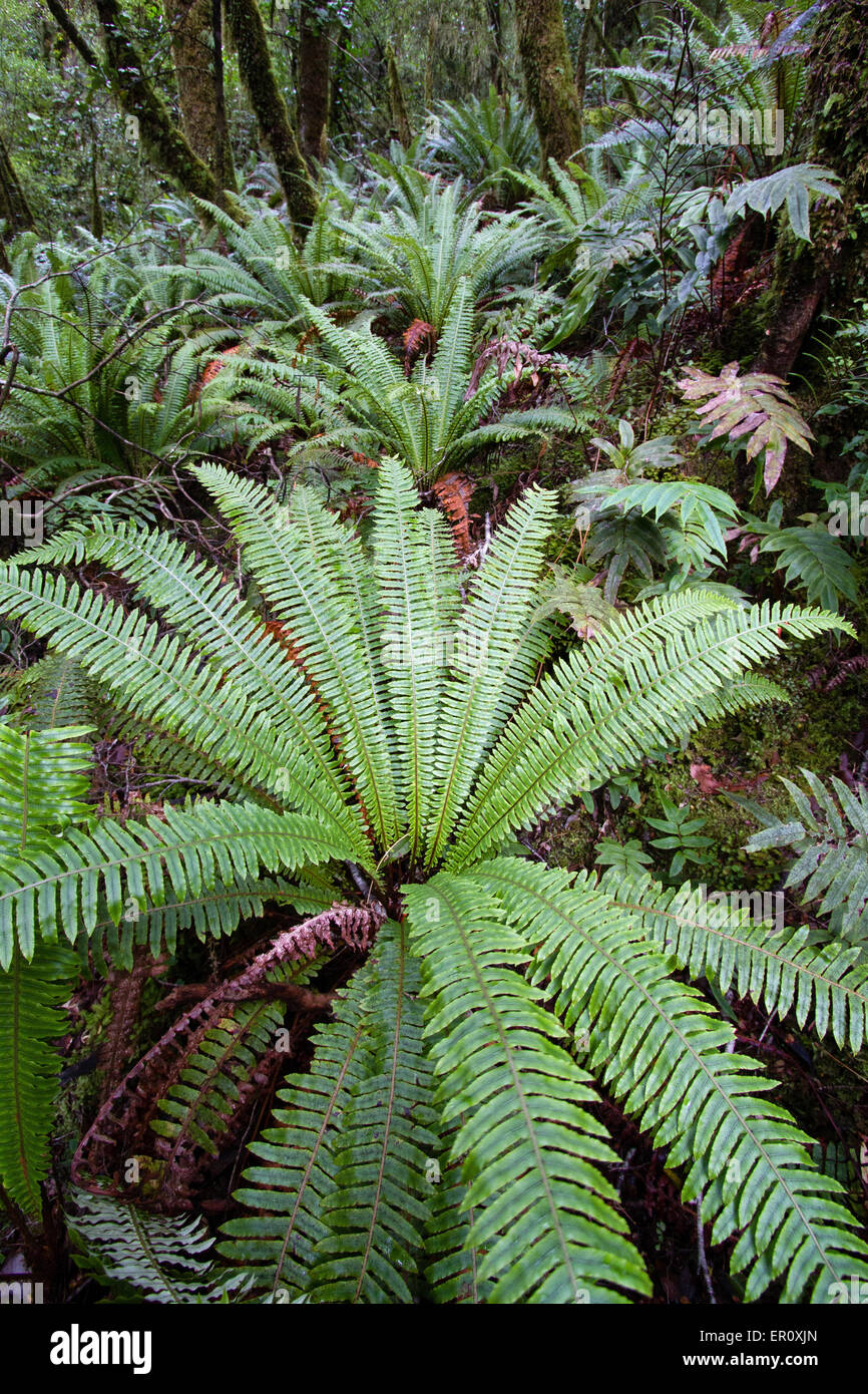 Crown Fern or Piupiu or petipeti Blechnum discolor is a frequent plant in the New Zealand woodland understorey Stock Photo