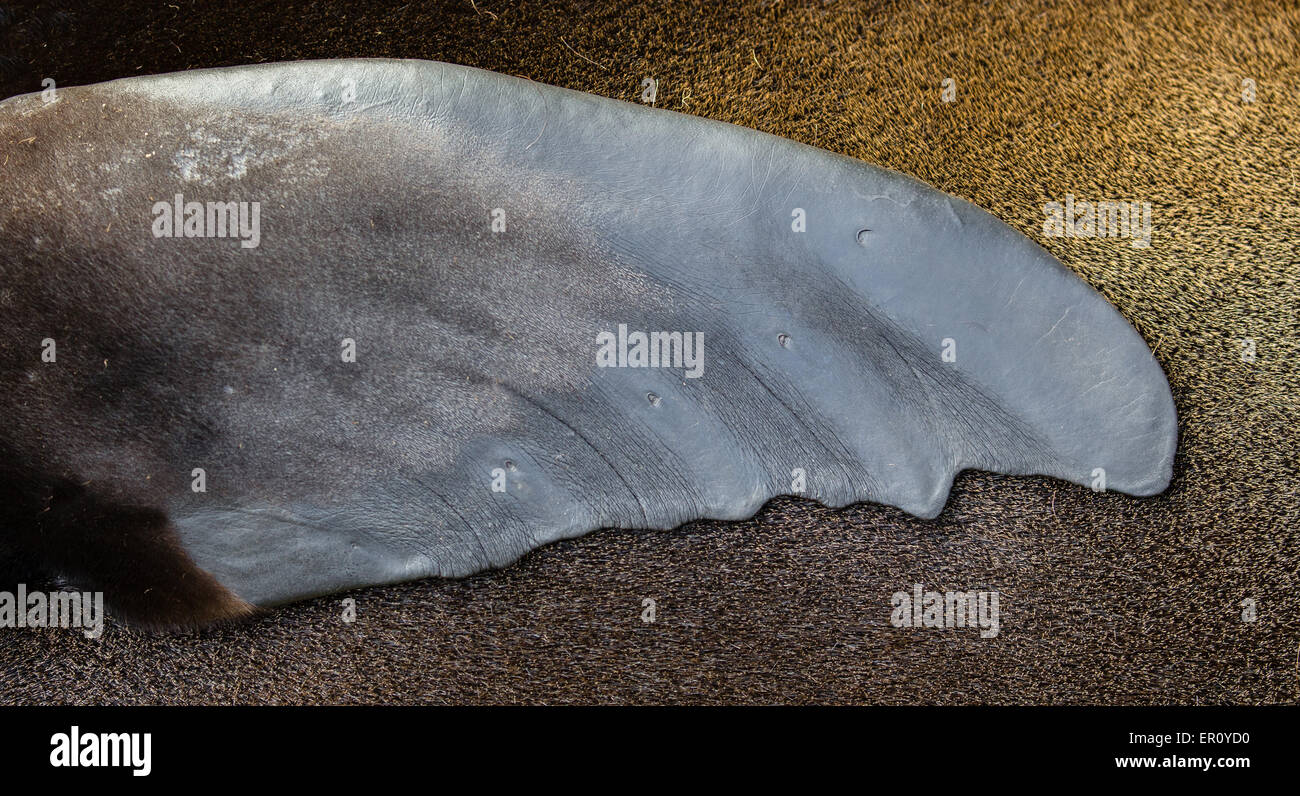 Flipper of a Brown or Cape Fur seal at rest - showing five digit mammalian ' hand ' webbed over to form a single fin Stock Photo