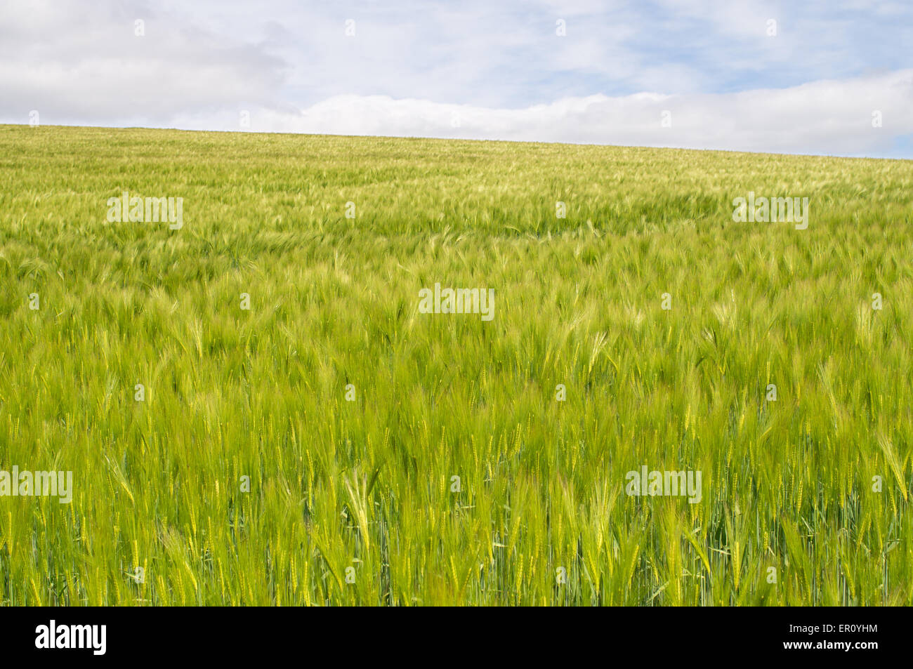 Field of young barley Durham, north east England, UK Stock Photo