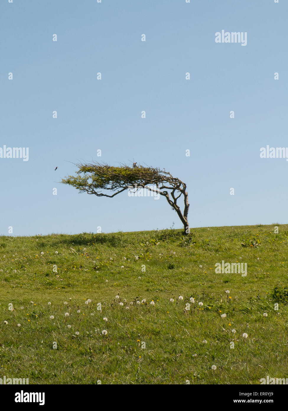 Hawthorn tree bent over by prevailing wind On Beach Head East Sussex UK Stock Photo Alamy