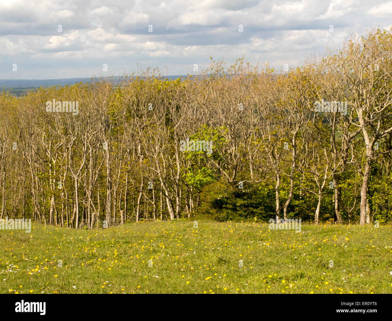 Ash trees recovering from die back on the South Downs UK Stock Photo