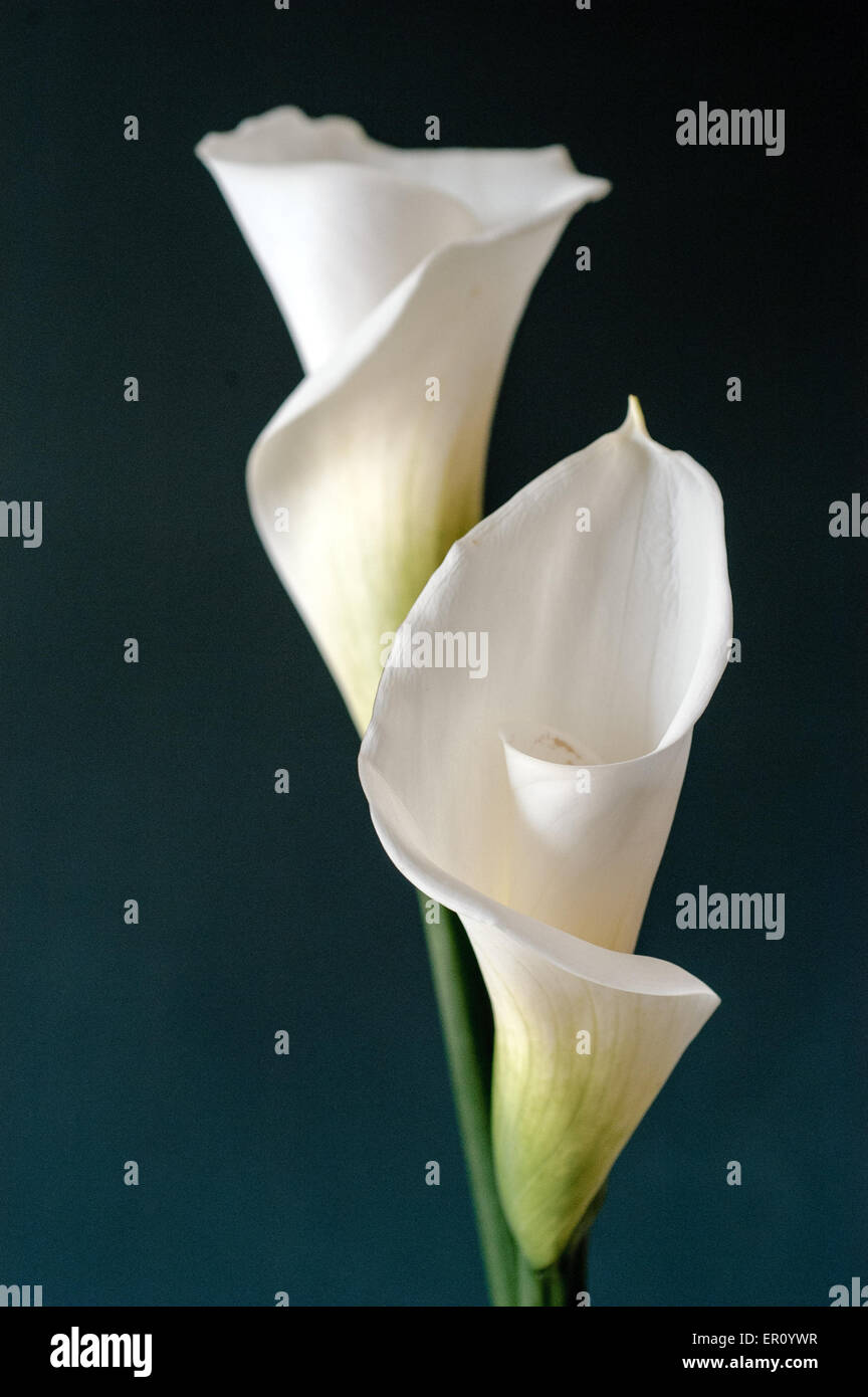 Two calla lilies upright on a black background Stock Photo Alamy