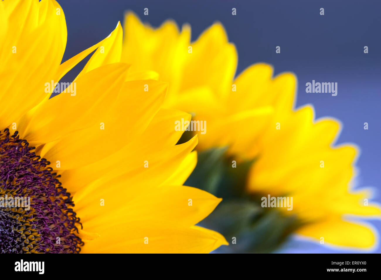 Close-up of two sunflowers in full bloom Stock Photo - Alamy