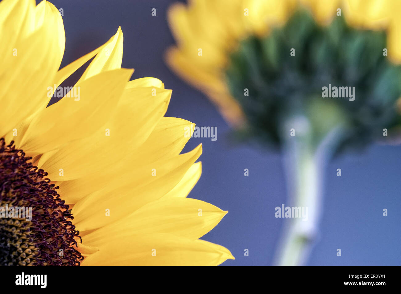 Close up two sunflowers hi-res stock photography and images - Alamy