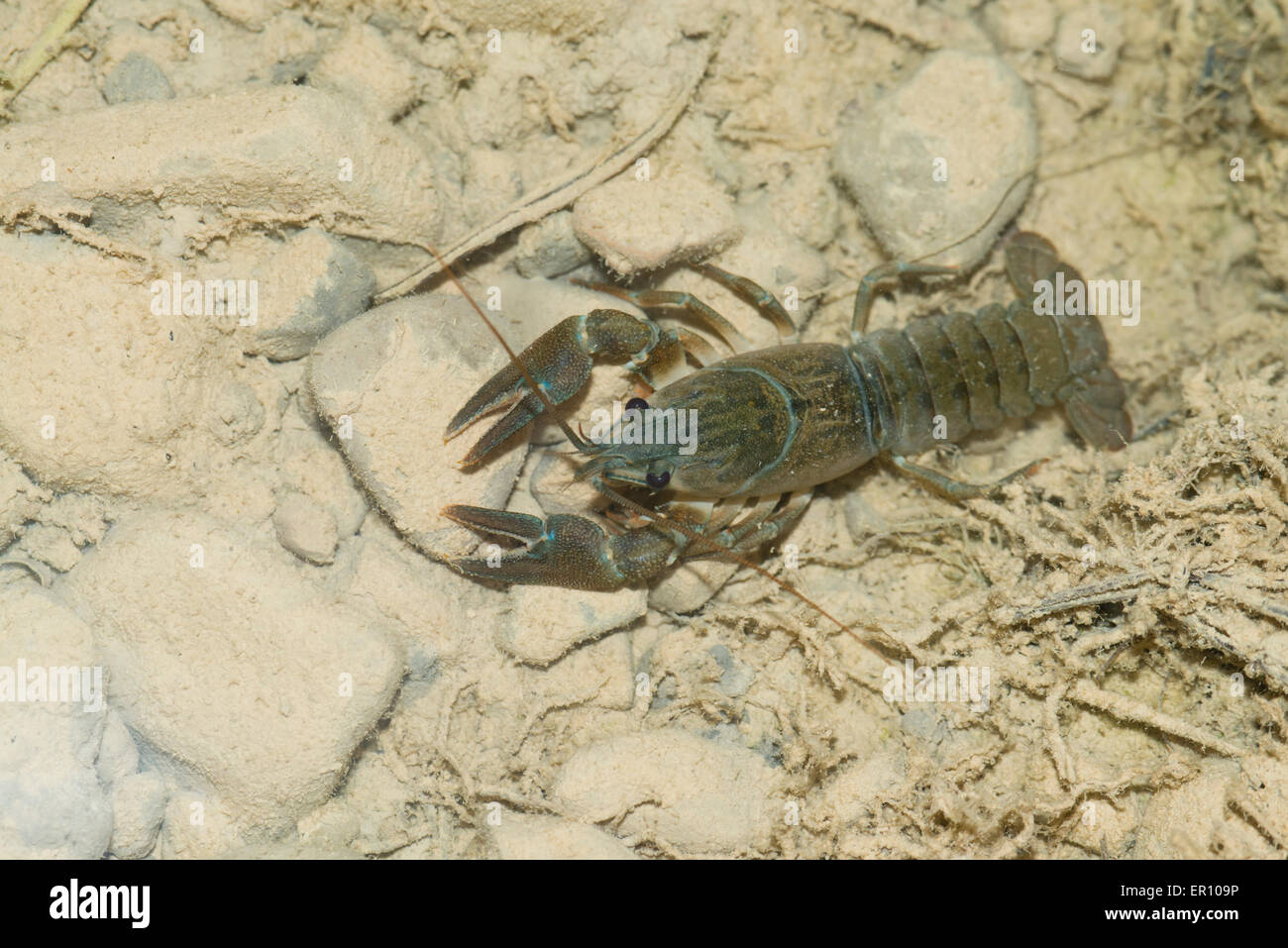The Crayfish (Procambarus clarkii) is an invasive species to Europe, seriously harming local creek species, Spain Stock Photo