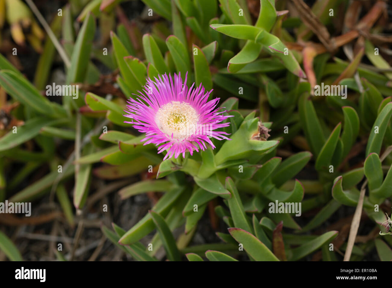 Carpobrotus edulis is a South African original plant now known as invasive in many environments, Spain Stock Photo