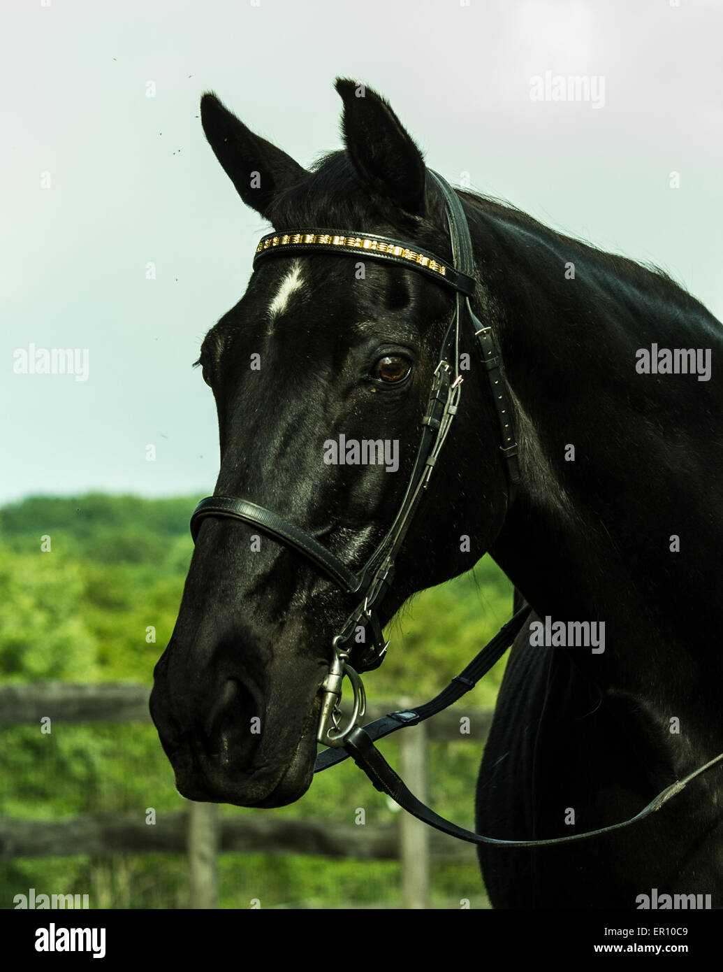 Head Study of a Black Tennessee walking Horse Mare Stock Photo