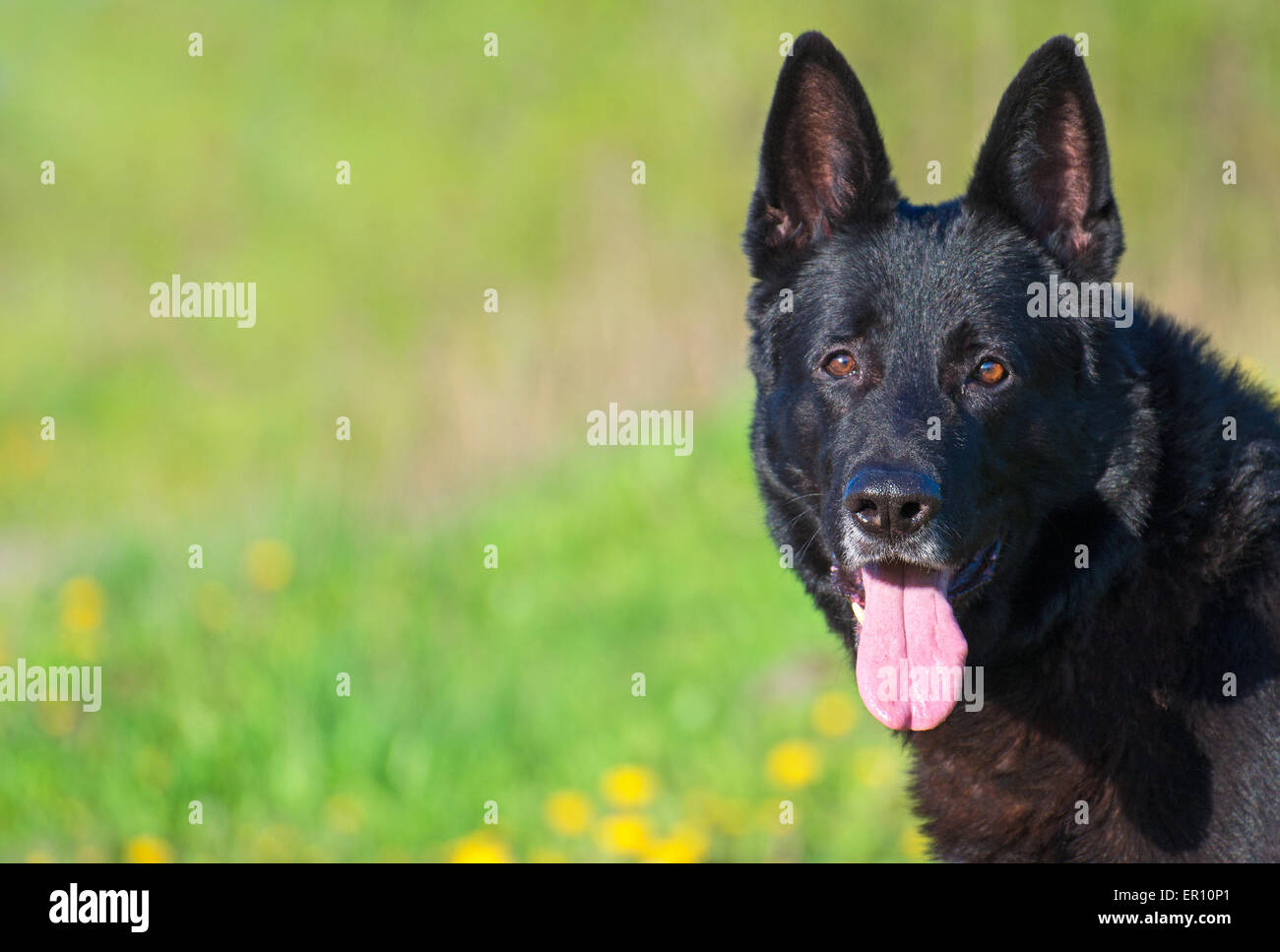 huge black german shepherd