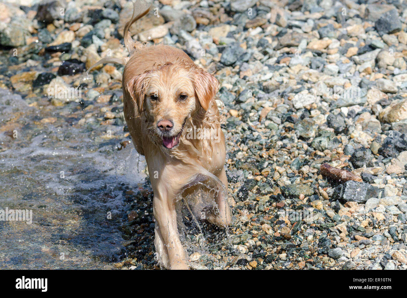 golden retriever running in the lake Stock Photo - Alamy