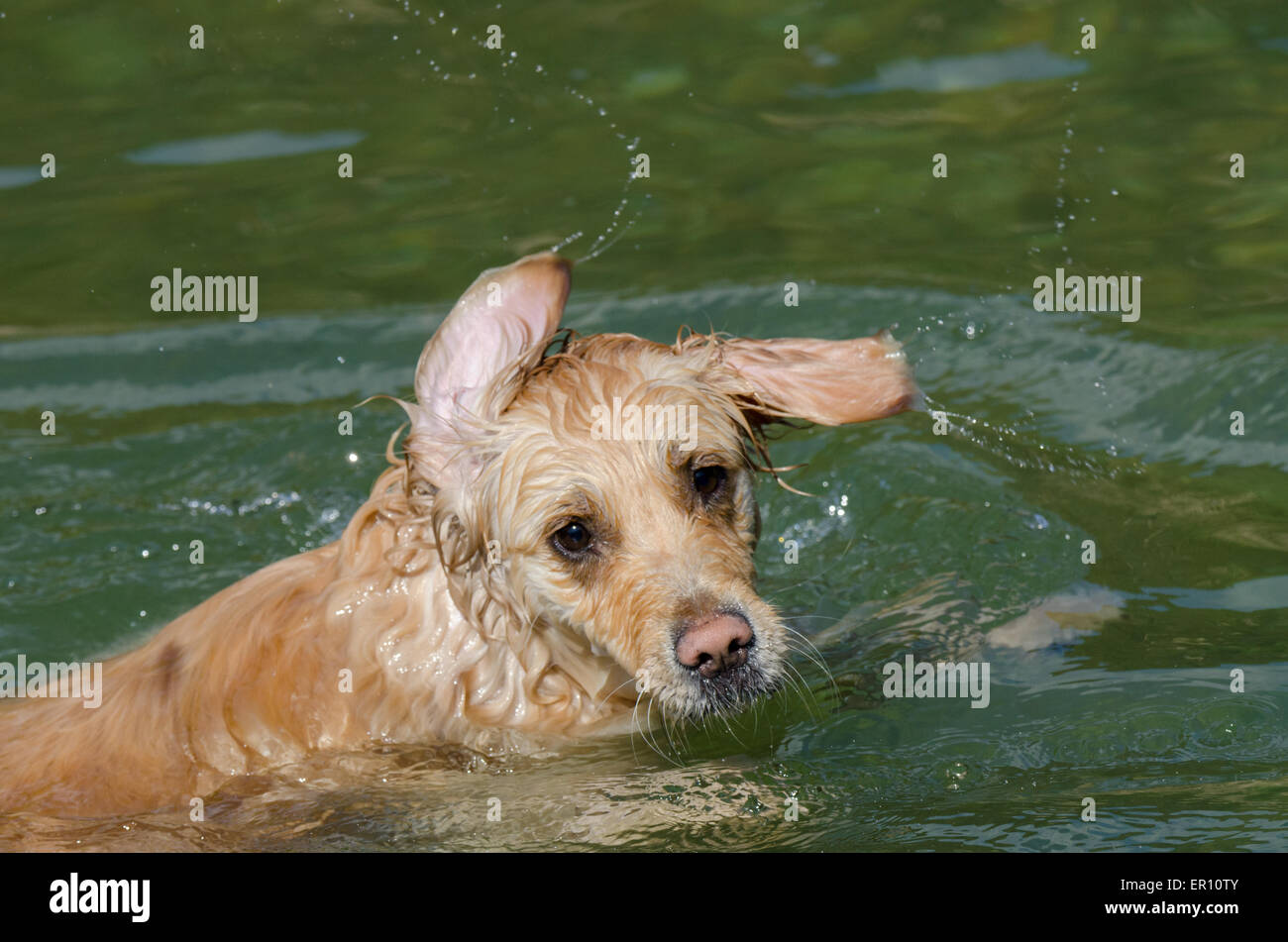 golden retriever running in the lake Stock Photo - Alamy