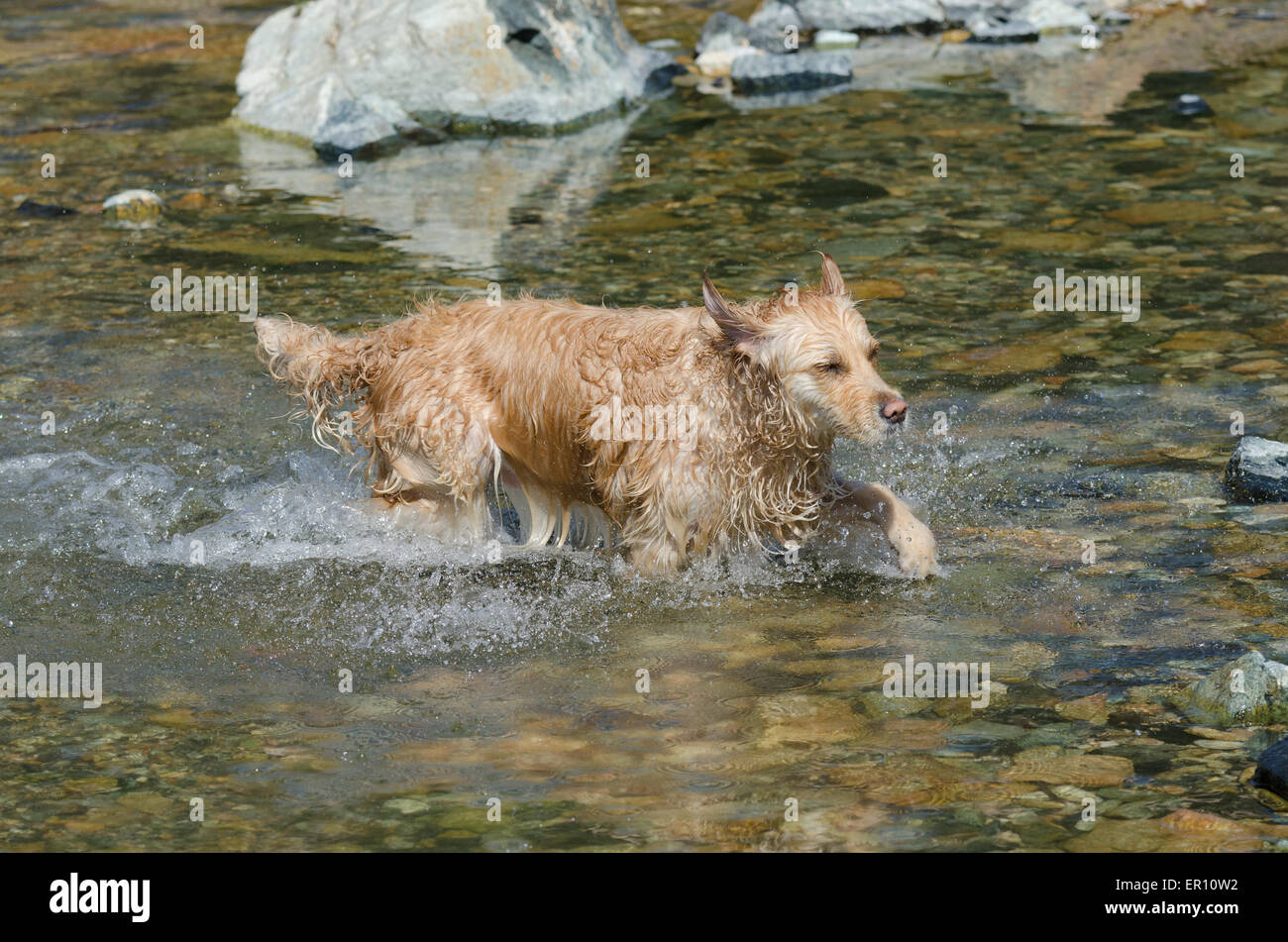 golden retriever running in the lake Stock Photo - Alamy
