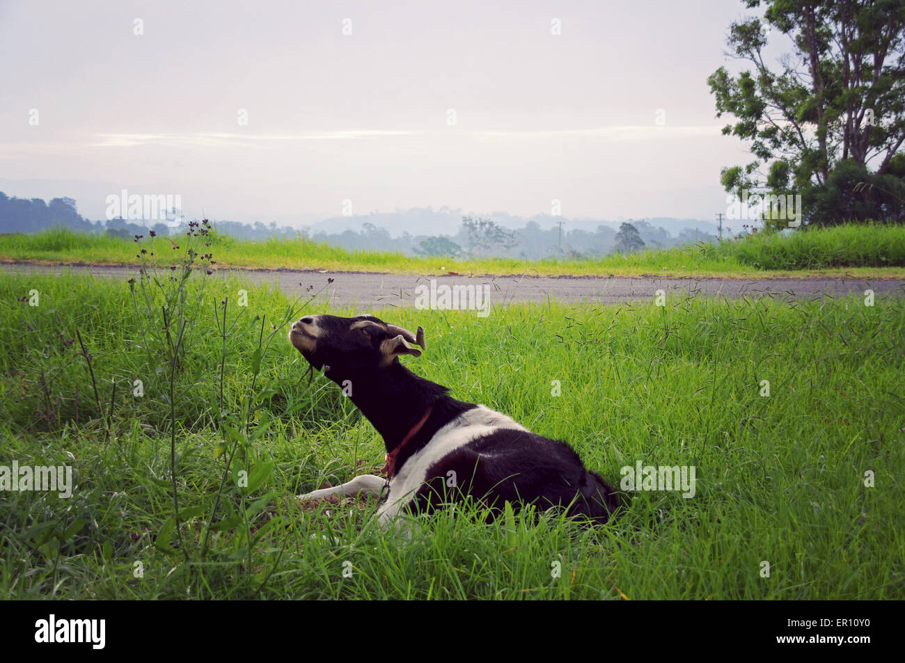 Goat relaxing on the green grass Stock Photo