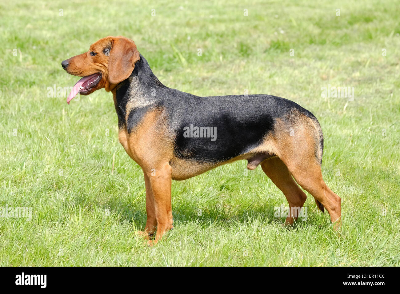 Serbian Hound High Resolution Stock Photography And Images Alamy