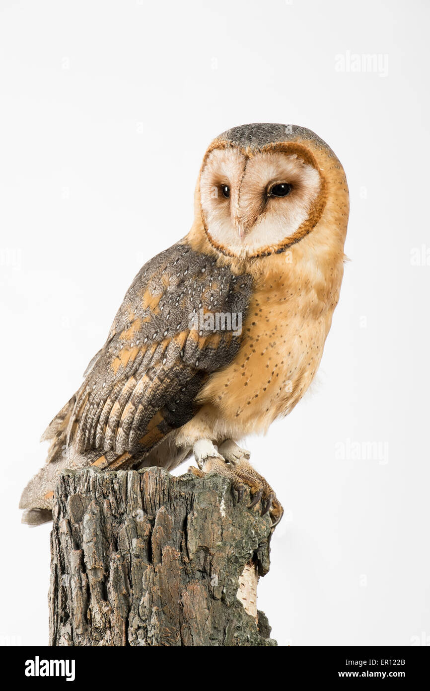 British barn owl on tree perch Stock Photo
