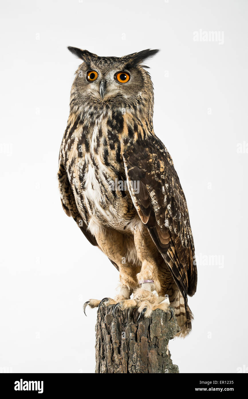 eagle owl on tree perch Stock Photo