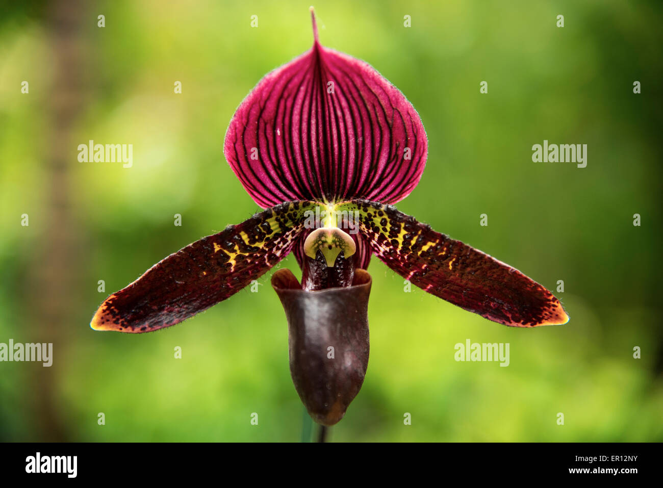 a lady slipper orchid Stock Photo