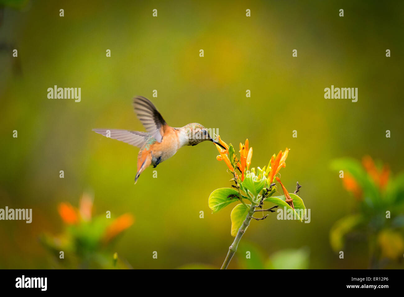 Hummingbird drinking flower hires stock photography and images Alamy