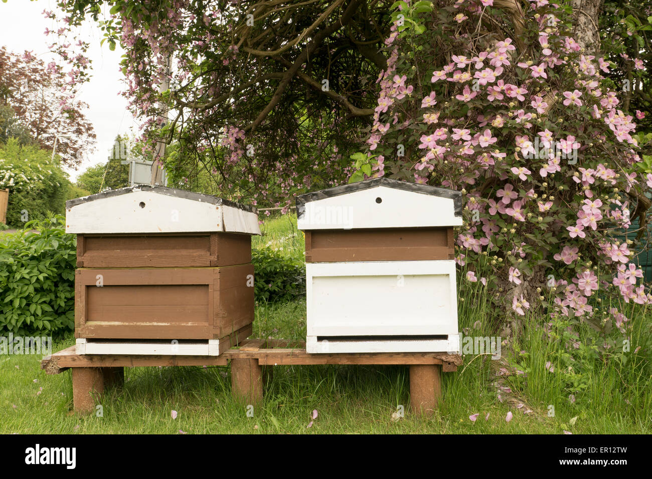 bee hive Stock Photo