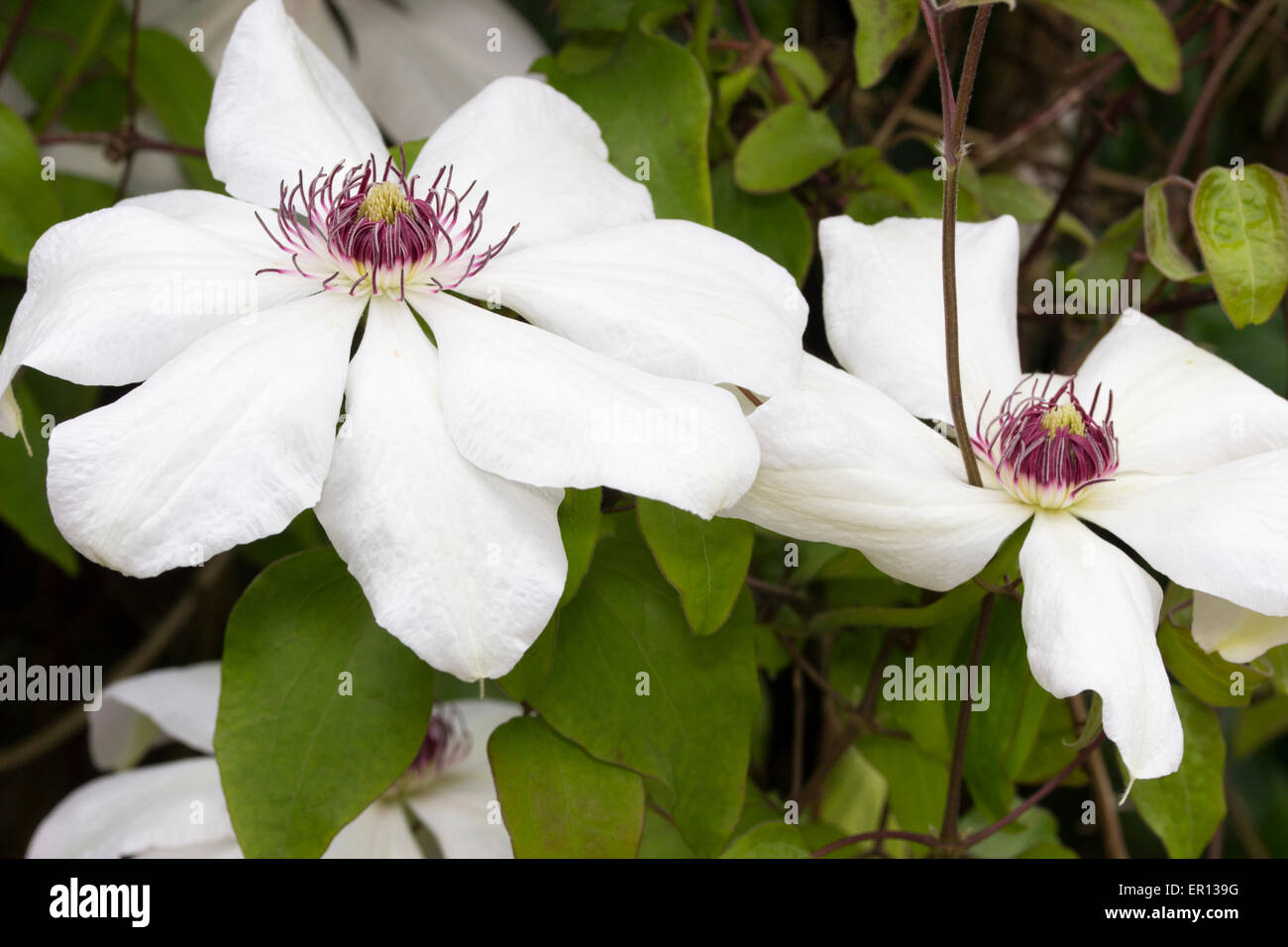 Spring flowering clematis hires stock photography and images Alamy