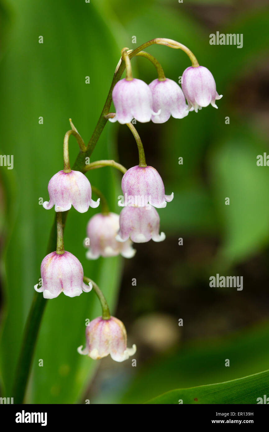 Convallaria rosea - Pink Lily-of-the-Valley - Sugar Creek Gardens
