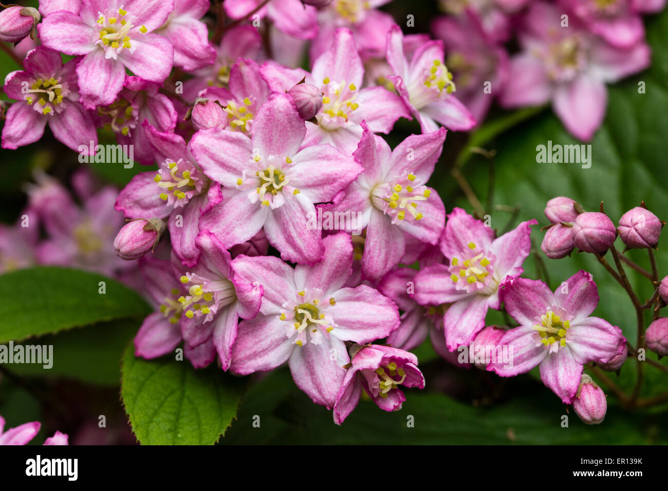 Abundant pink flowers of the early summer flowering shrub, Deutzia x elegantissima 'Rosealind' Stock Photo