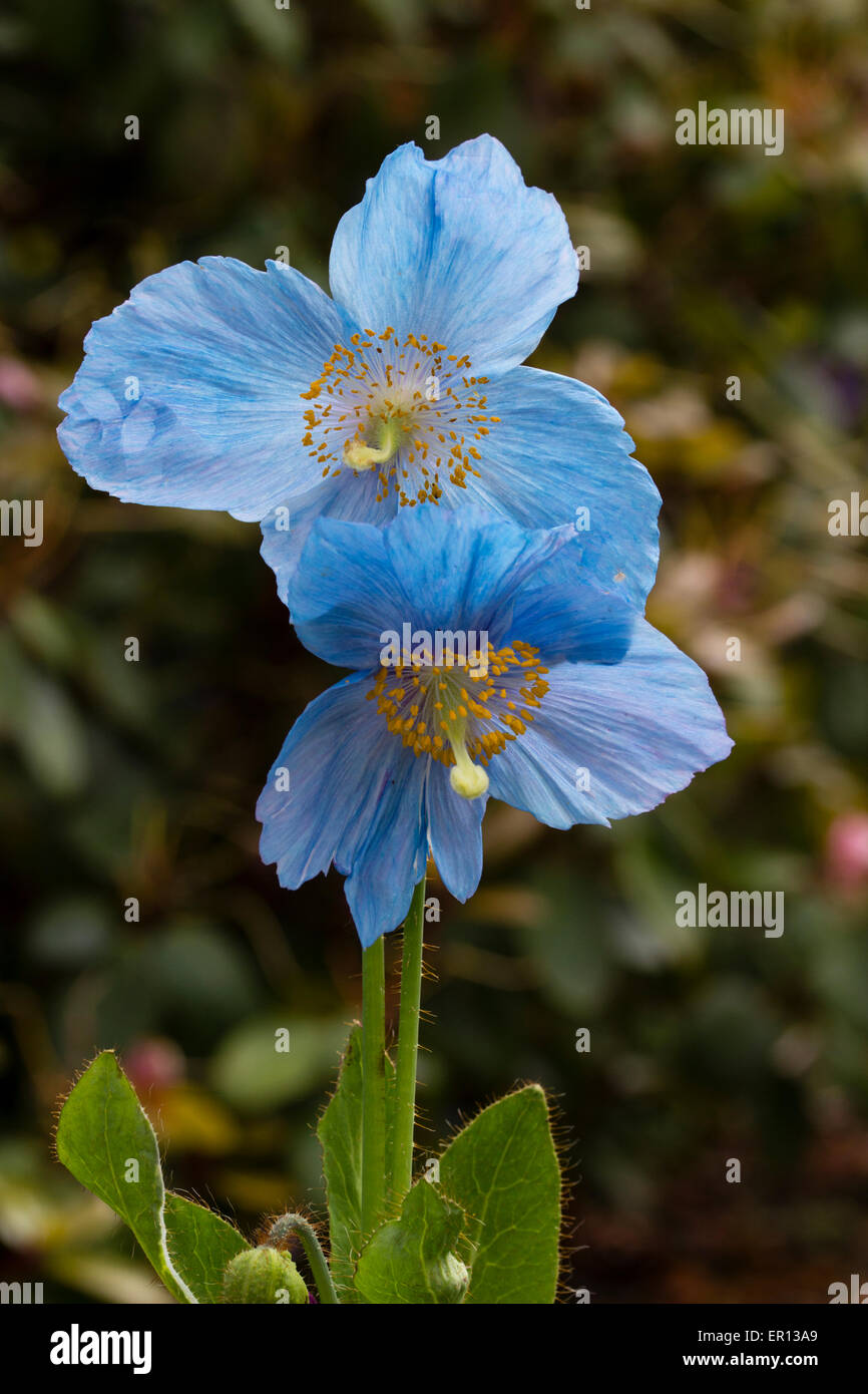 Twinned flowers of the hardy Himalayan fertile blue group poppy, Meconopsis 'Lingholm' Stock Photo