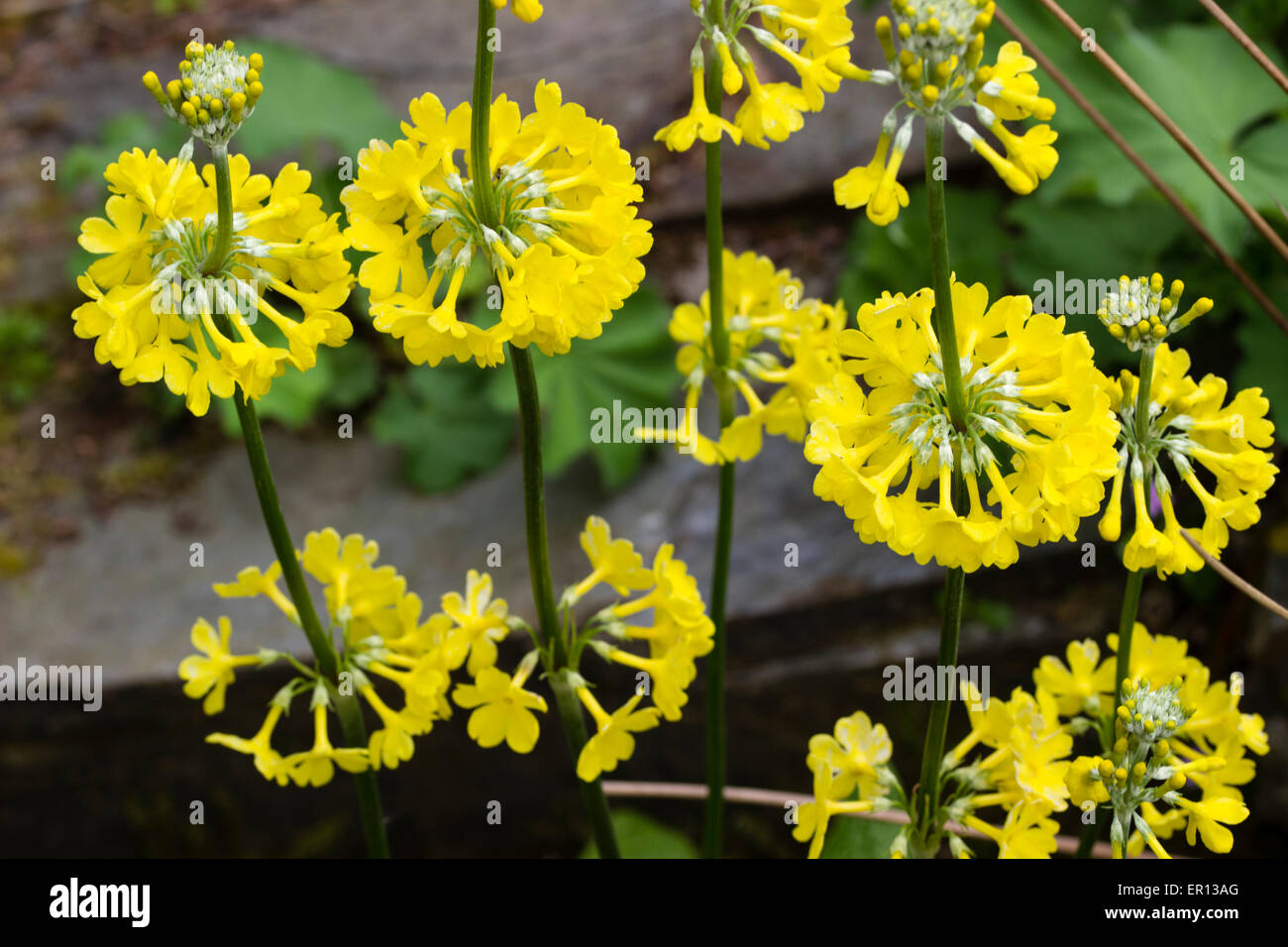 Overhead view looking down on the flower whorls of the candelabra Primula helodoxa Stock Photo