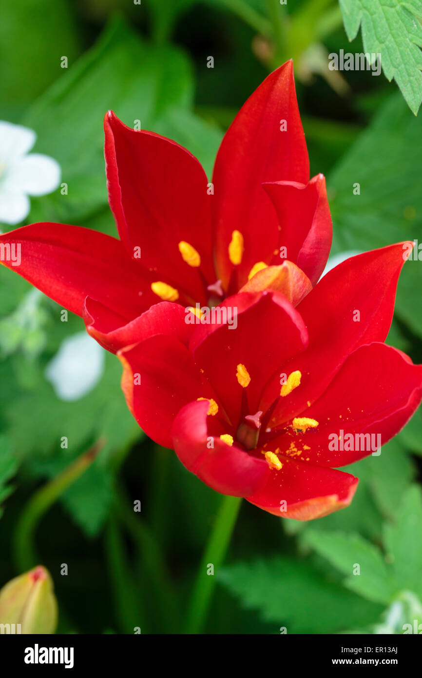 Flowers of the late blooming species tulip, Tulipa sprengeri Stock