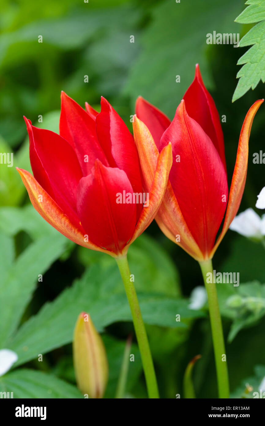 Flowers of the late blooming species tulip, Tulipa sprengeri Stock Photo