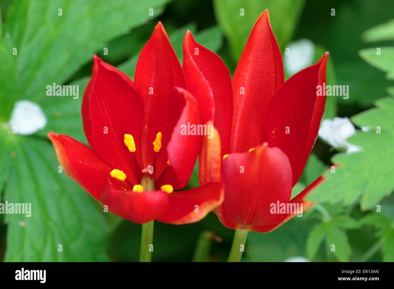 Flowers of the late blooming species tulip, Tulipa sprengeri Stock