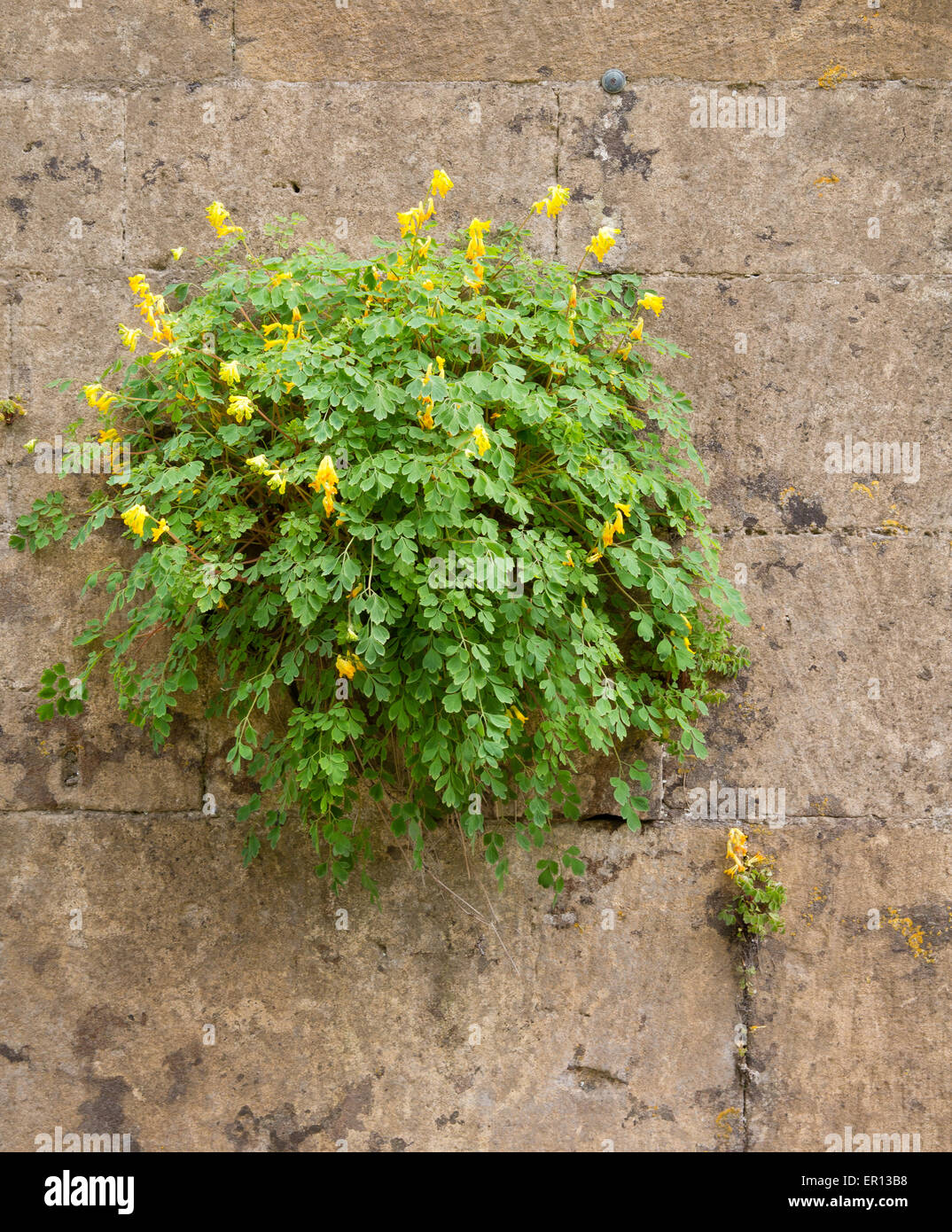 Corydalis lutea thriving in a cotswold stone wall in Gloucestershire UK Stock Photo