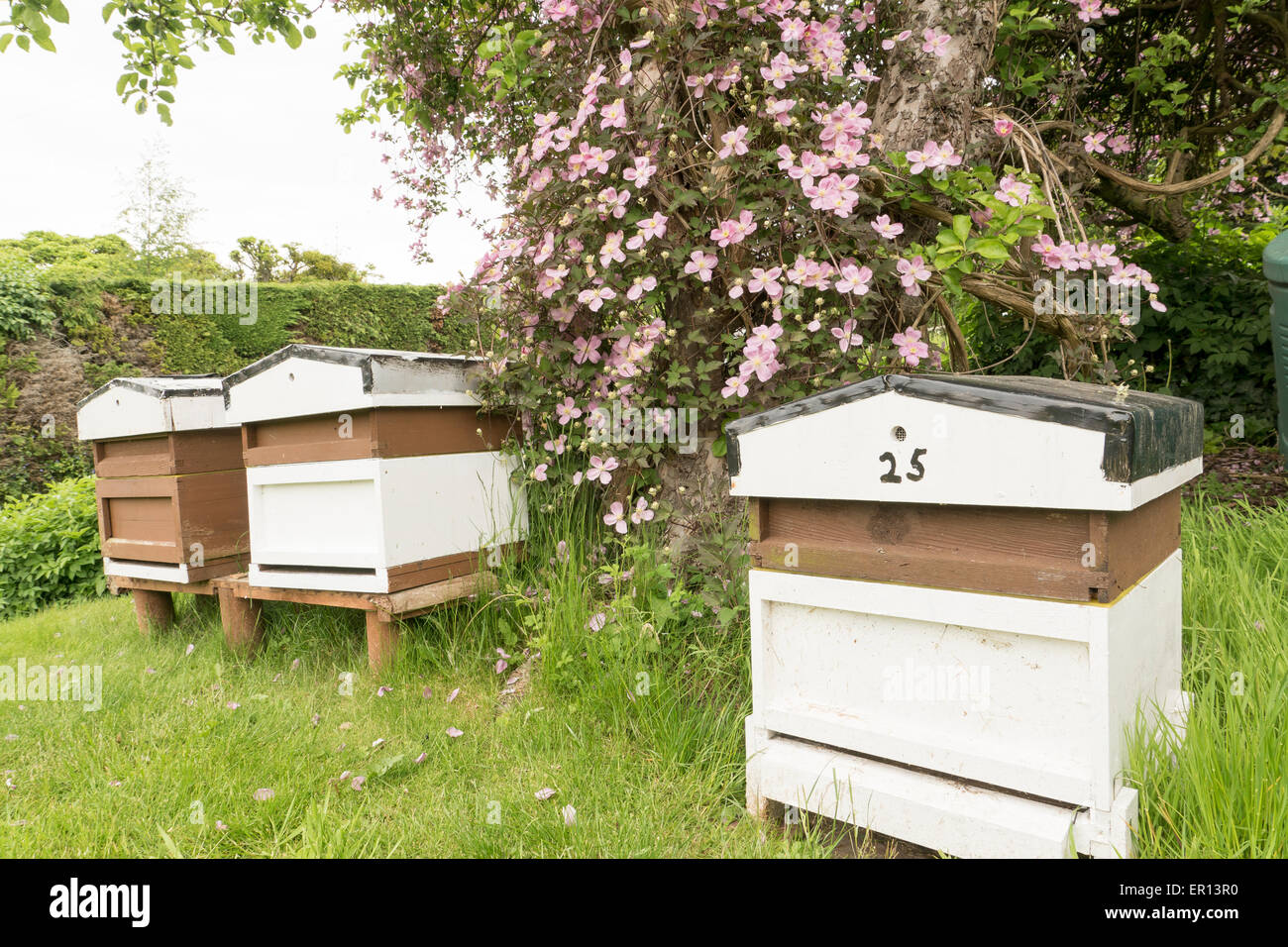 bee hive Stock Photo
