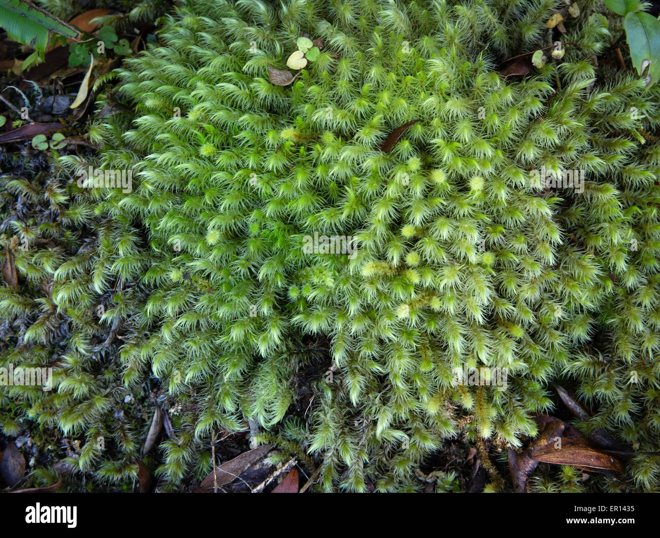Moss possibly Bryum species in woodland in the Southern Alps of South Island New Zealand Stock Photo