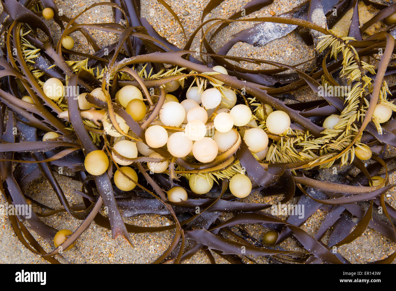 Spherical bodies on kelp seaweed on a beach at Moeraki village on the east coast of South Island New Zealand Stock Photo