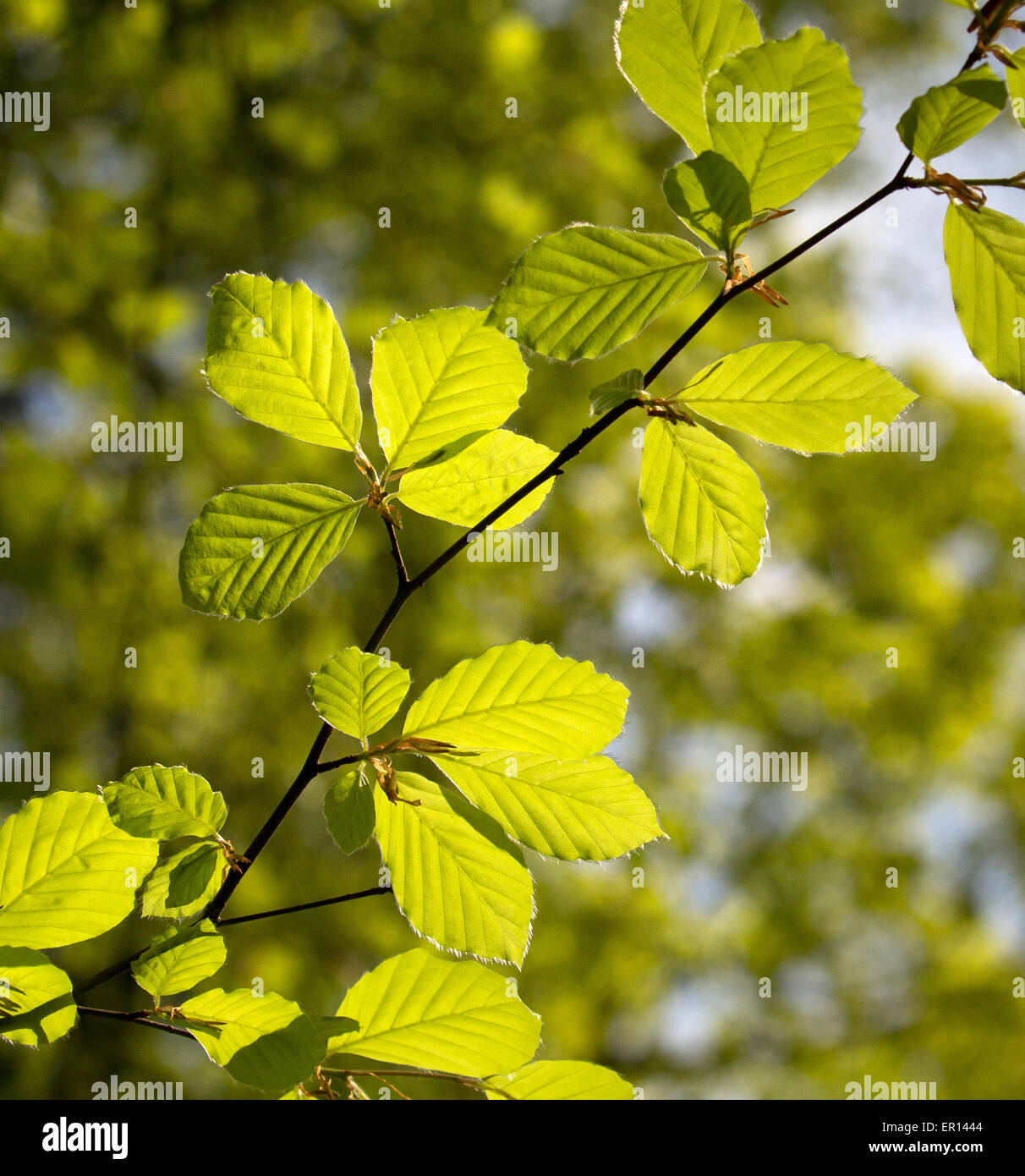 Sunlight shining through Beech leaves Fagus sylvatica in early spring in English woodland UK Stock Photo