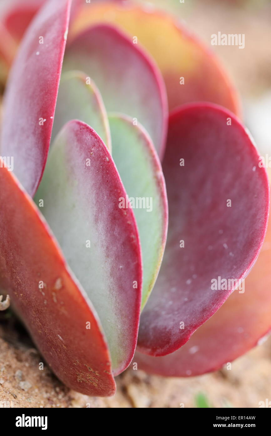 Close up of a red-leaved kalanchoe species Stock Photo